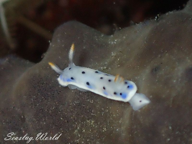 ウスイロウミウシ Hypselodoris placida