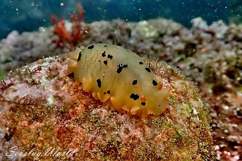 マダラウミウシ Dendrodoris fumata