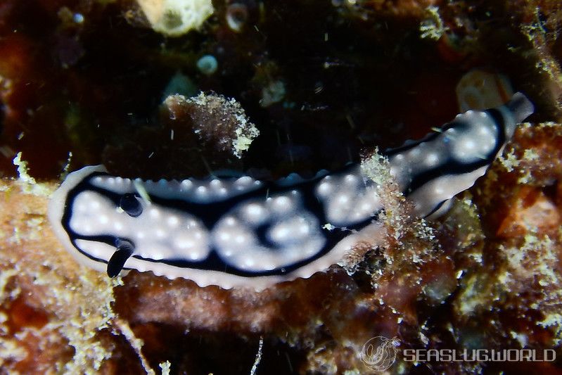 ワモンイボウミウシ Phyllidiella annulata