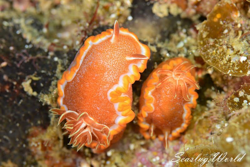 キャラメルウミウシ Glossodoris rufomarginata