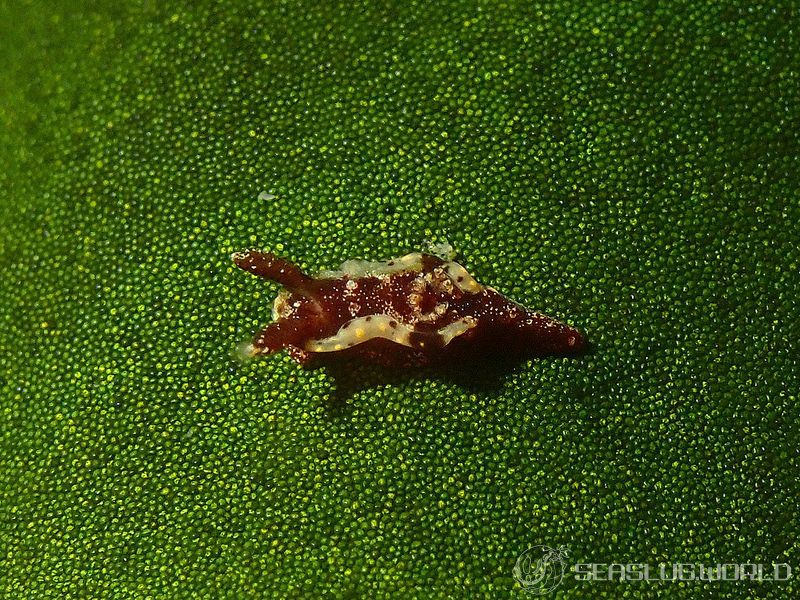 コネコウミウシ Pelagella joubini