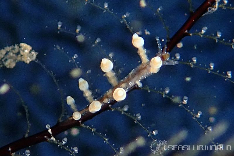 ヤマンバミノウミウシ Eubranchus putnami