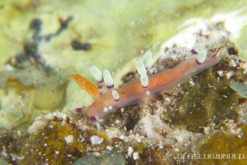 アデヤカミノウミウシ Coryphellina exoptata