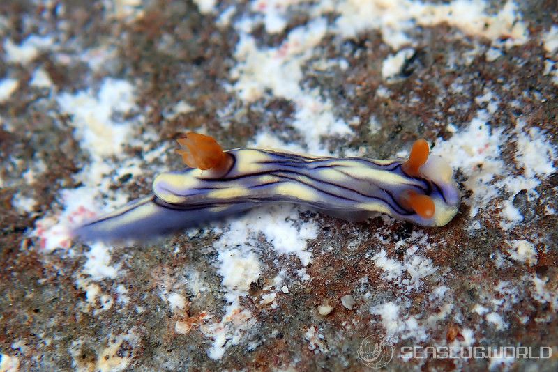 ソヨカゼイロウミウシ Hypselodoris zephyra