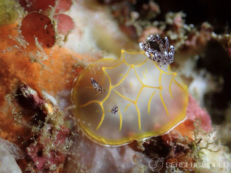 キスジカンテンウミウシ Halgerda diaphana