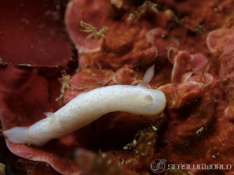 モンコウミウシ Chromodoris aspersa