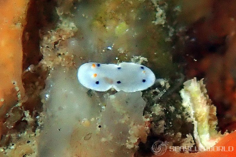 ウスイロウミウシ Hypselodoris placida