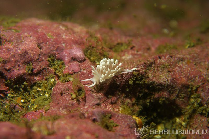 ガーベラミノウミウシ Sakuraeolis gerberina