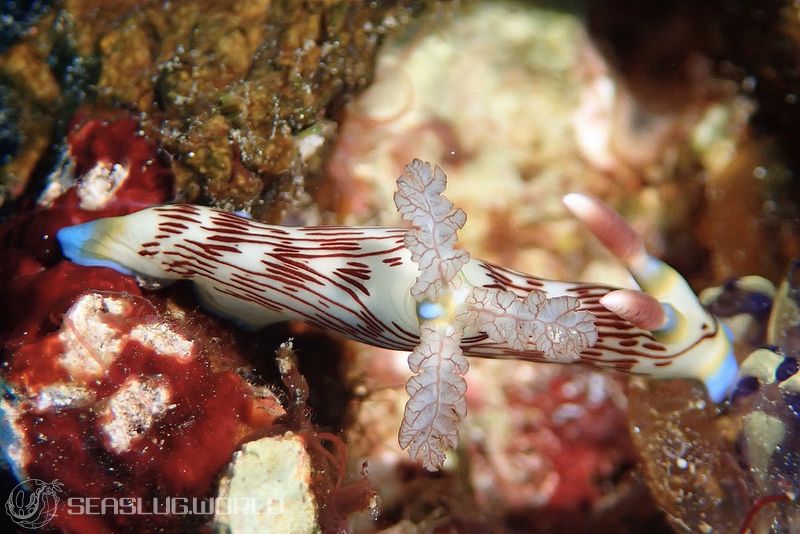 ネムブロータ・リネオラータ Nembrotha lineolata