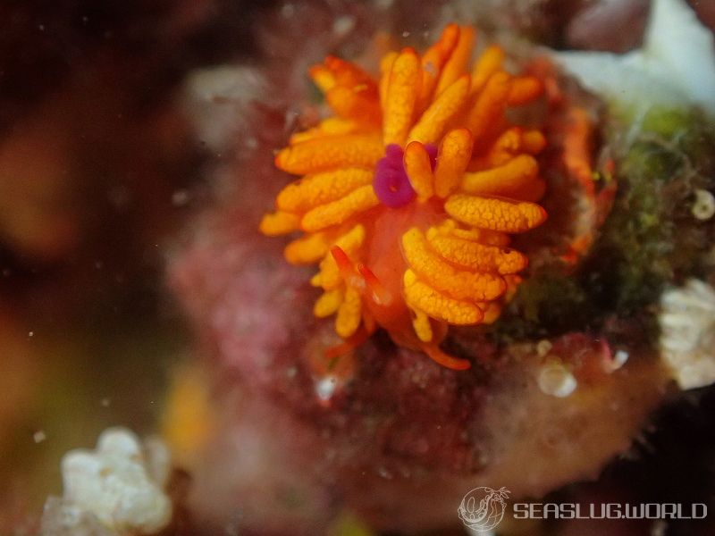 イボヤギミノウミウシ Phestilla melanobrachia