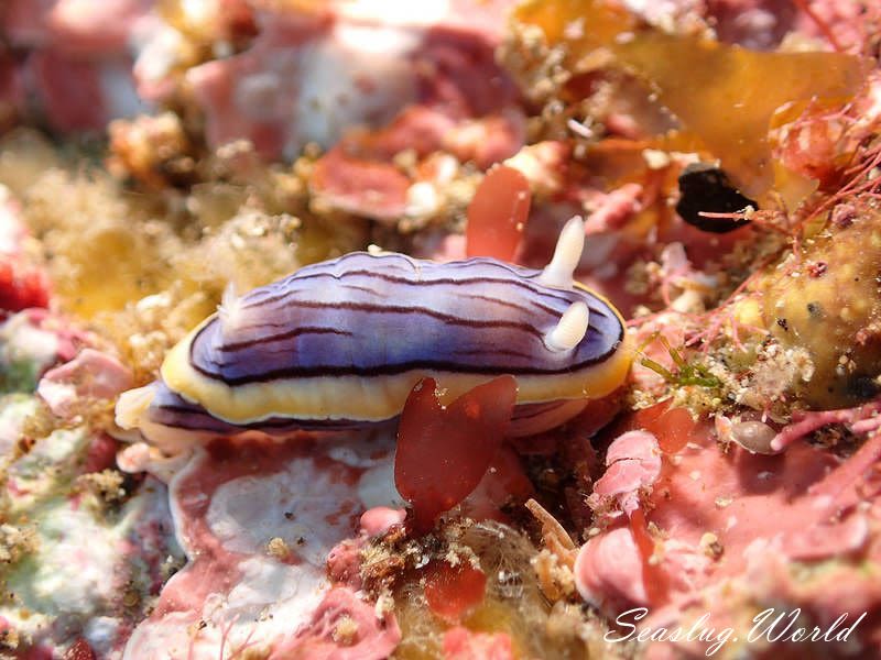 コンガスリウミウシ Chromodoris sp. 1