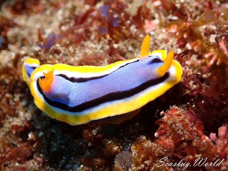 アンナウミウシ Chromodoris annae