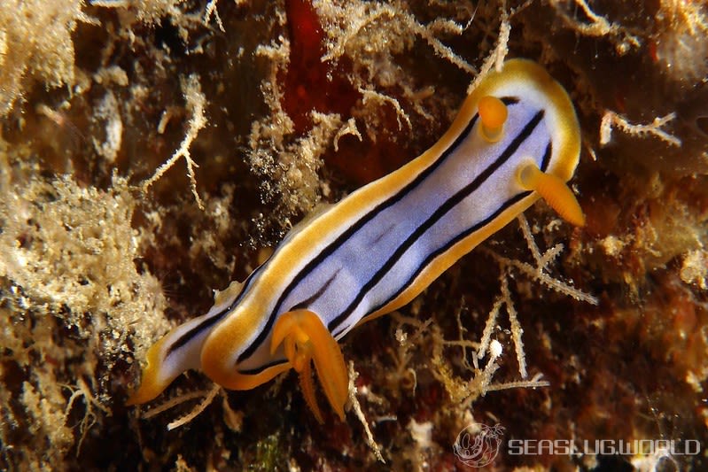 コールマンウミウシ Chromodoris colemani