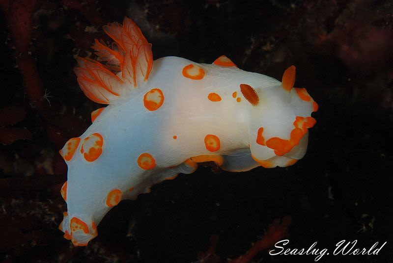 キイボキヌハダウミウシ Gymnodoris Impudica 世界のウミウシ