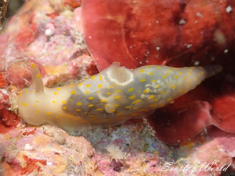 スカシキヌハダウミウシ Gymnodoris sp. 4