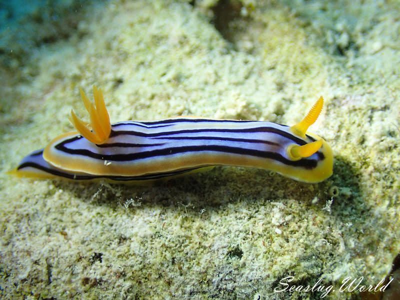 コールマンウミウシ Chromodoris colemani