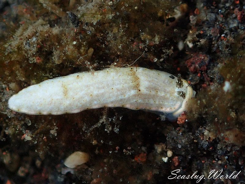 ミルクオトメウミウシ Dermatobranchus fasciatus