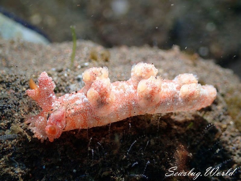 ユビウミウシ属の一種 3 Bornella sp. 3