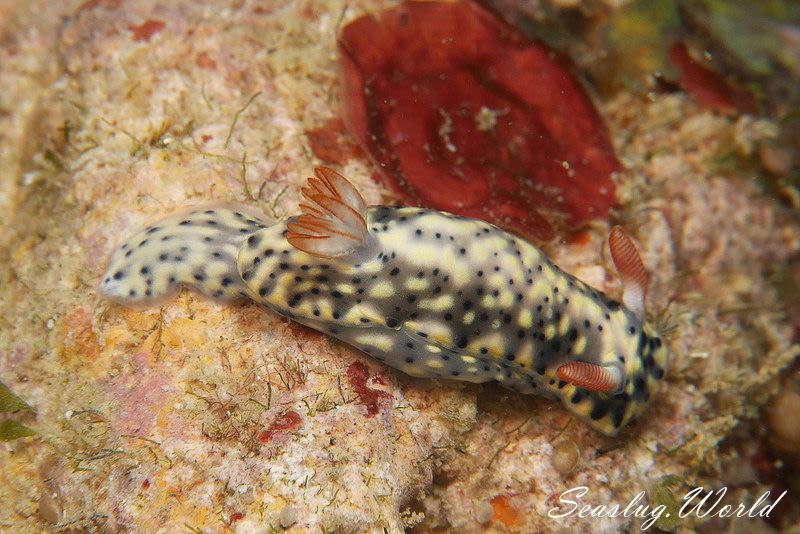 ホシゾラウミウシ Hypselodoris infucata