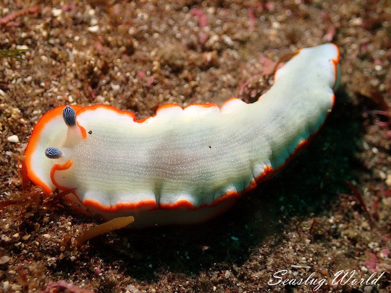 アワシマオトメウミウシ Dermatobranchus albopunctulatus