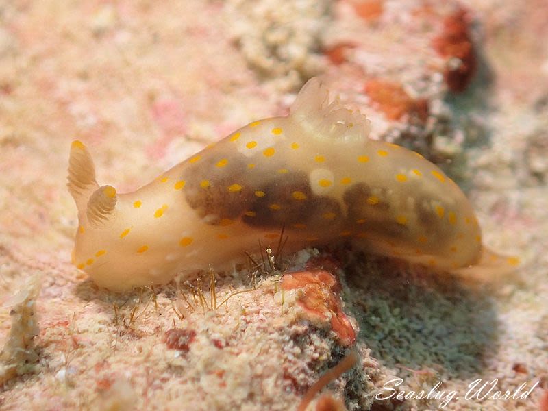 スカシキヌハダウミウシ Gymnodoris sp. 4