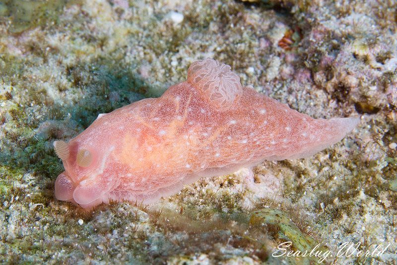 ウミヅタキヌハダウミウシ Gymnodoris sp. 7