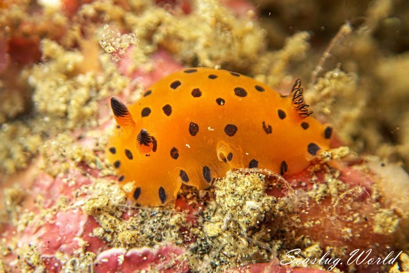 ヒメマダラウミウシ Dendrodoris guttata