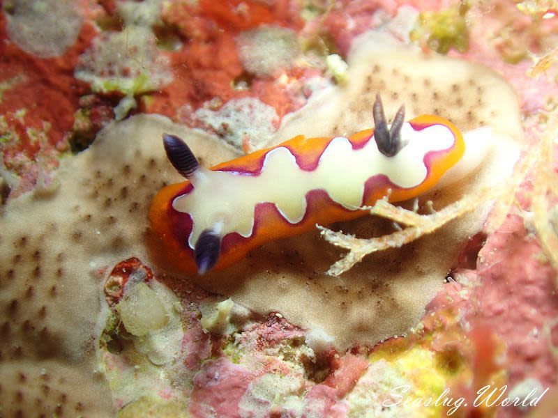 フジナミウミウシ Goniobranchus fidelis