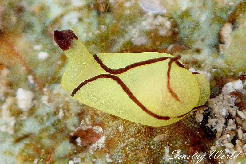 オレンジウミコチョウ Siphopteron brunneomarginatum