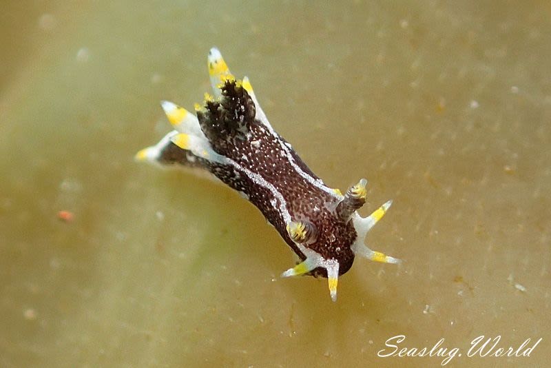 クロコソデウミウシ Polycera hedgpethi