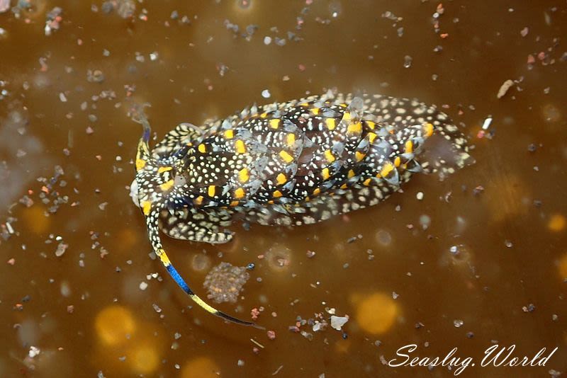 ハンミョウカスミミノウミウシ Cerberilla albopunctata