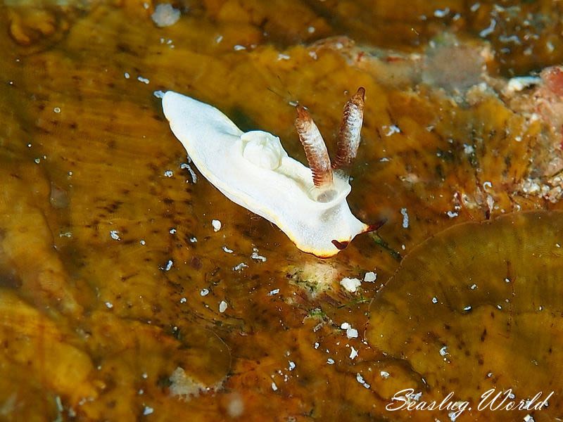 ケラマコネコウミウシ Pelagella longicornis