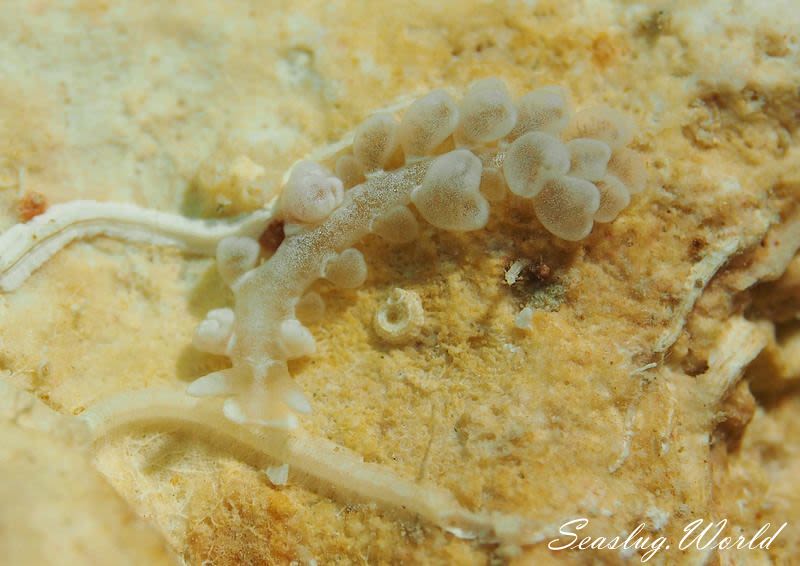 ヨツマタミノウミウシ Embletonia gracilis