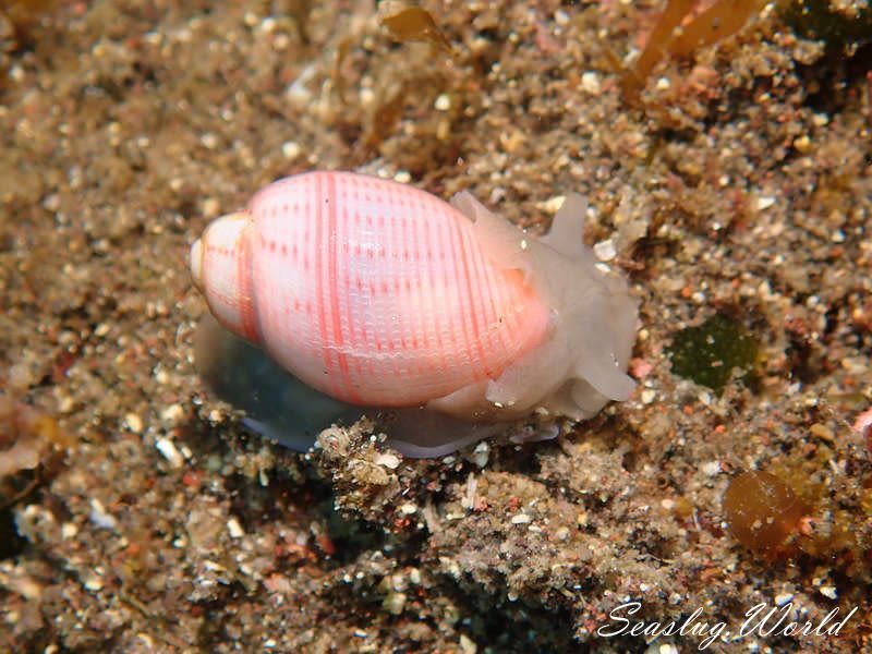 オオベニシボリ Bullina nobilis