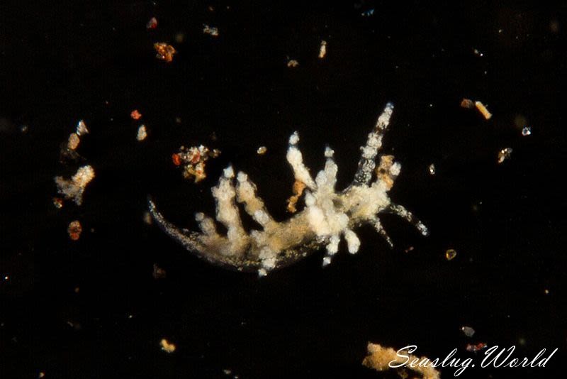 ホリミノウミウシ属の一種 18 Eubranchus sp.18