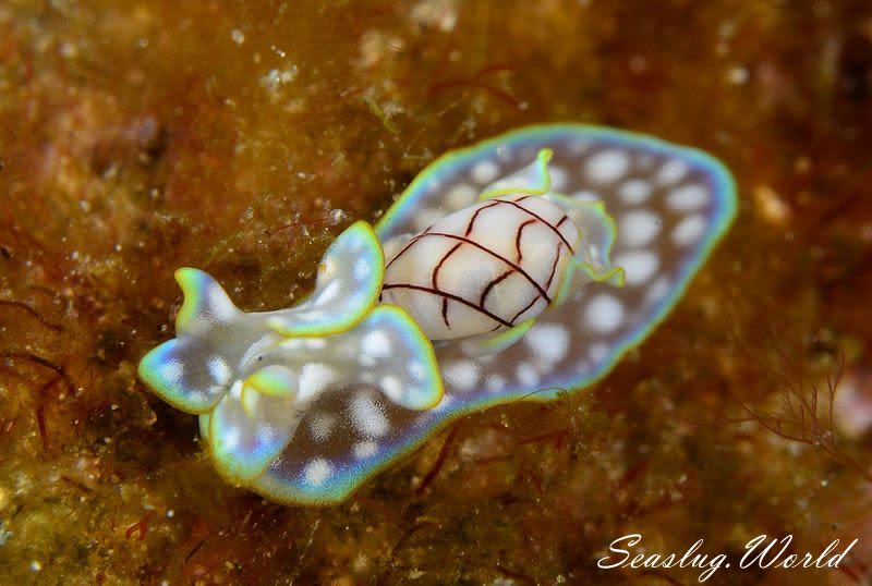 チャシボリガイ Micromelo undatus