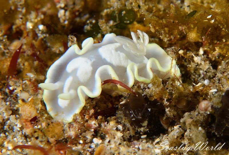 シロタエイロウミウシ Glossodoris buko