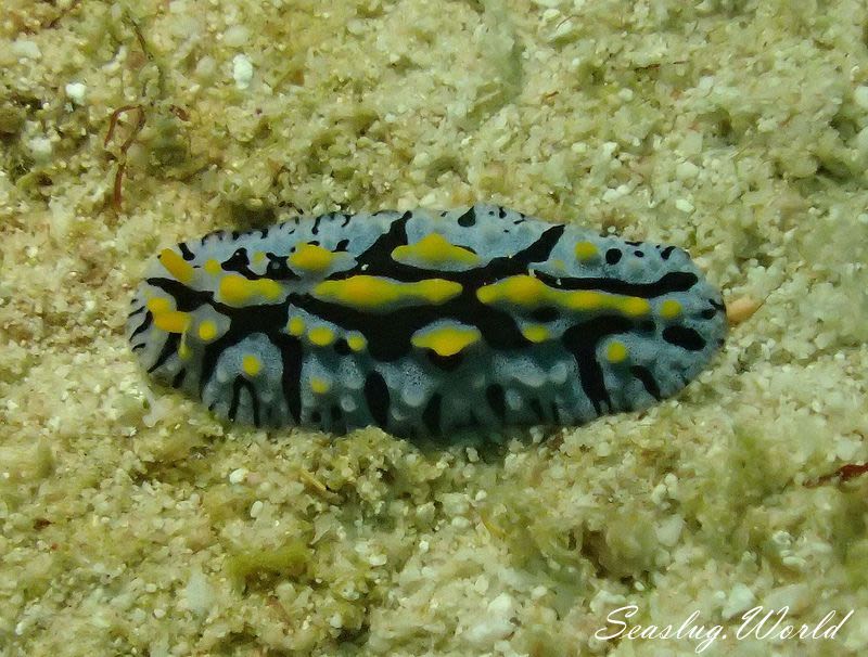 フィリディア・マリンディカ Phyllidia marindica