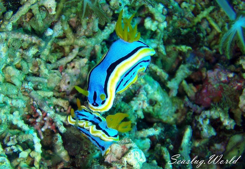 アンナウミウシ Chromodoris annae