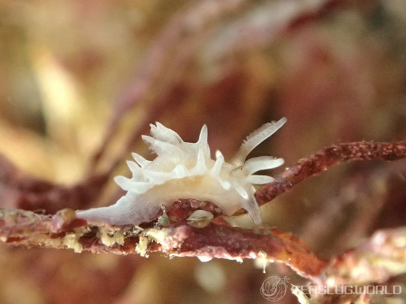 シロイバラウミウシ Bermudella japonica