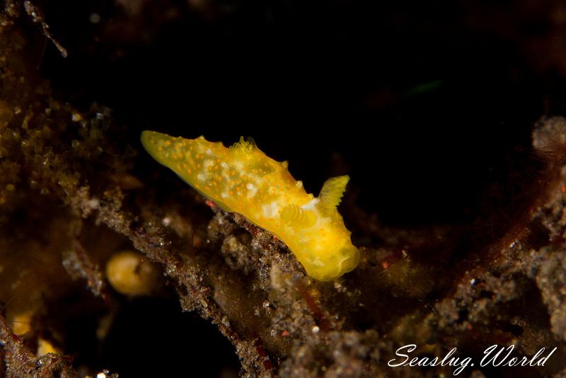 キヌハダウミウシ属の仲間 Gymnodoris spp.