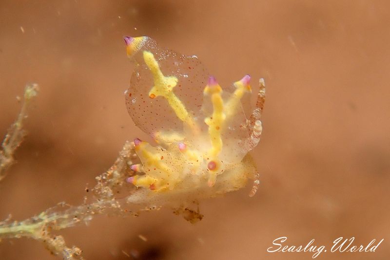 ホリミノウミウシ属の一種 2 Eubranchus sp. 2