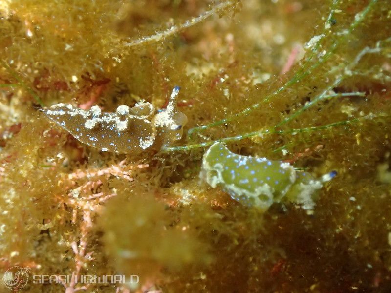 クロミドリガイ Elysia atroviridis