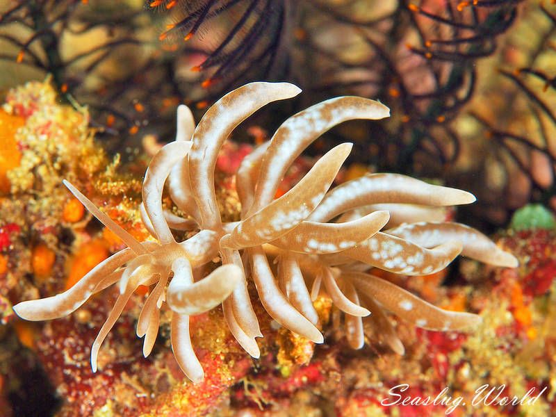 シロブチクセニアウミウシ Phyllodesmium Colemani 世界のウミウシ