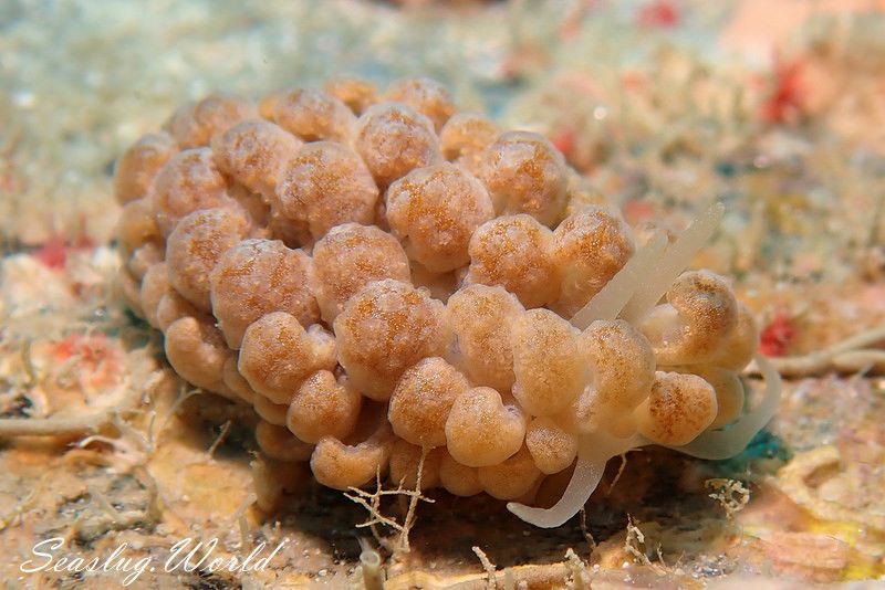 クセニアウミウシ属の一種 5 Phyllodesmium sp. 5