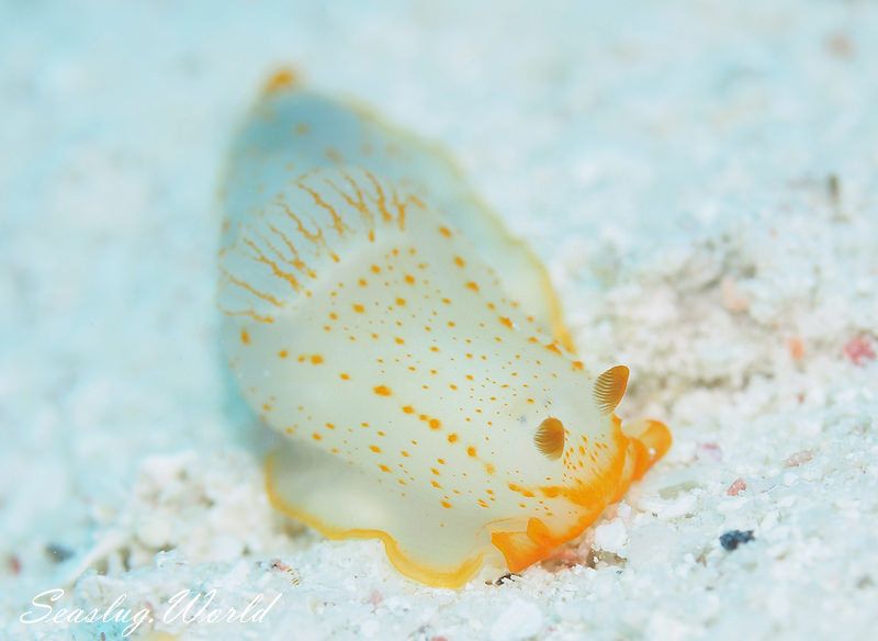 キヌハダウミウシ属の一種 11 Gymnodoris sp.11