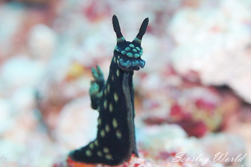 トサカリュウグウウミウシ Nembrotha cristata