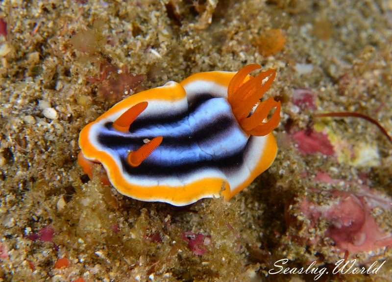 クロシオイロウミウシ Chromodoris sp. 3