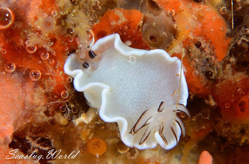 ジボガウミウシ Glossodoris misakinosibogae