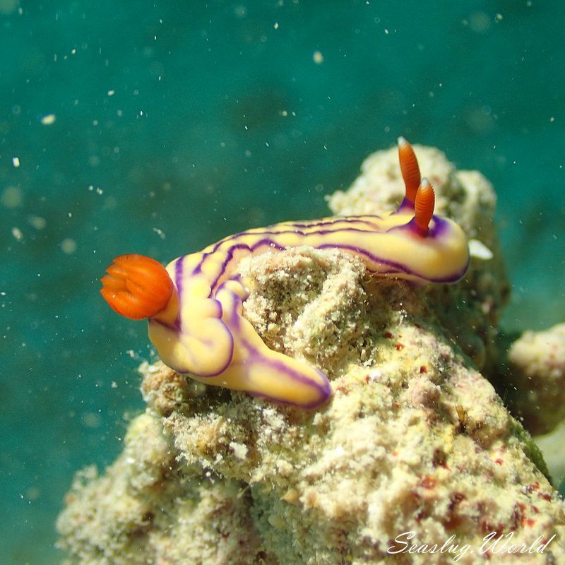 クチナシイロウミウシ Hypselodoris whitei